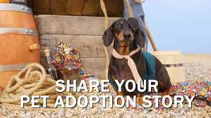 Tips on Adopting or Rescuing Animals from Shelters