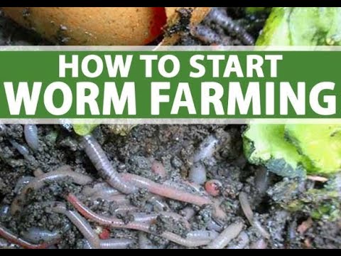 The Ultimate Guide to Worm Farming