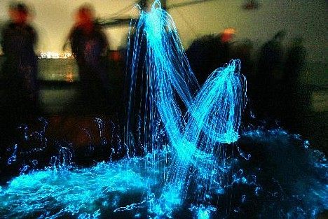 The Beauty of Bioluminescent Algae Shows in Oceans and Lakes
