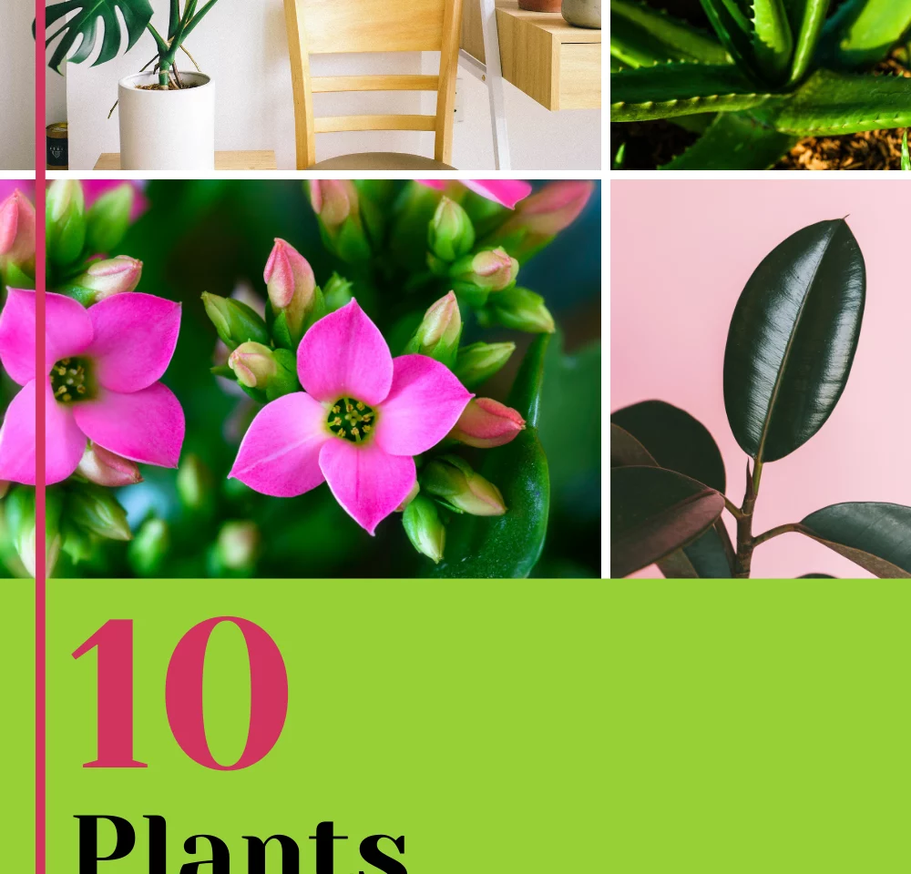 Top 10 Plants Every Home Needs