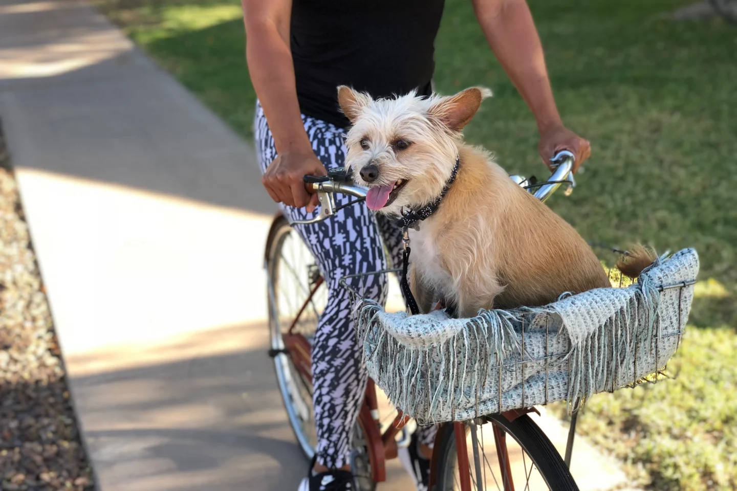 Six Tips For Safely Bike Riding With Your Pets