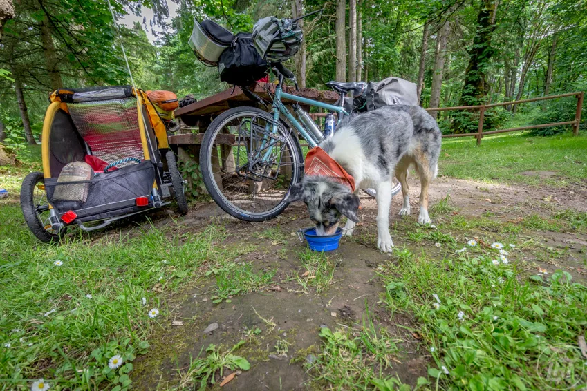 Six Tips For Safely Bike Riding With Your Pets