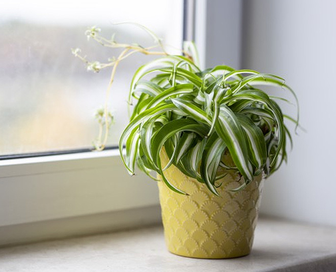 Top 10 Plants Every Home Needs