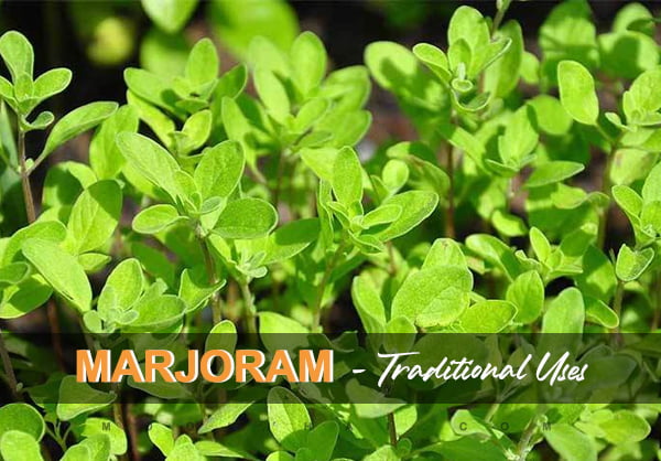 The Healthy Properties of Marjoram