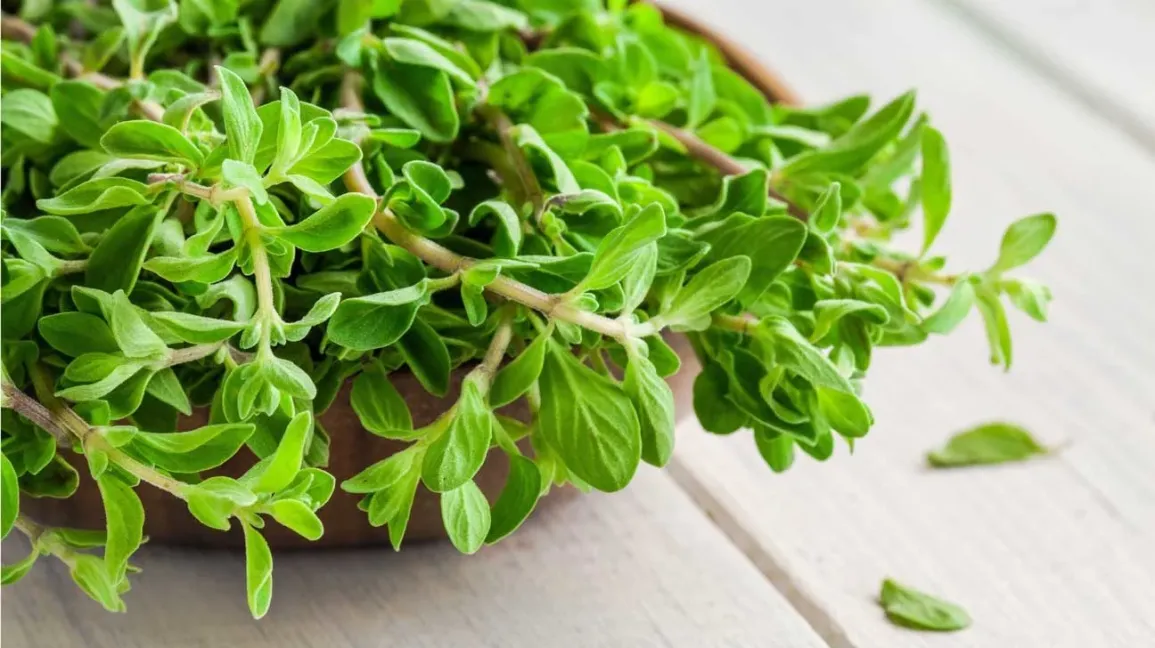 The Healthy Properties of Marjoram