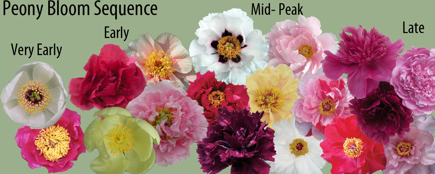 How to Plant, Grow & Care for Peony Flowers