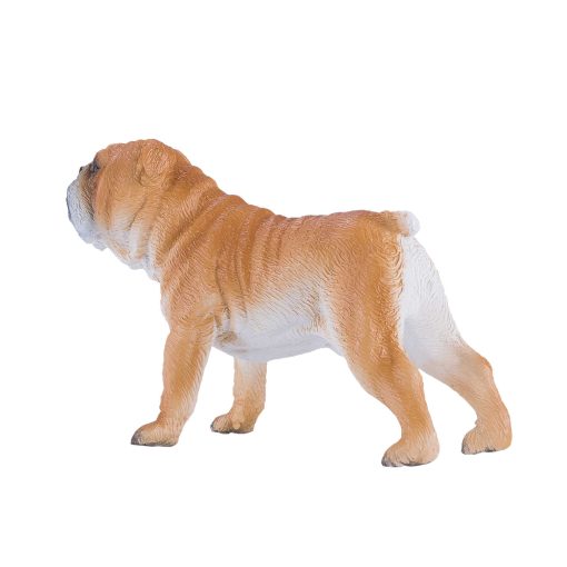Mojo Engelsk bulldog - Image 3