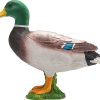 MJ 387127 mallard duck male 2 2