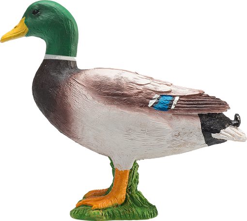 MJ 387127 mallard duck male 2 2