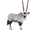 MJ 387242 animal planet oryx 2 2