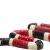 MJ 387251 animal planet coral snake 5 2