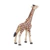 387007 Giraffe Calf 5