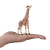 387007 Giraffe Calf 6