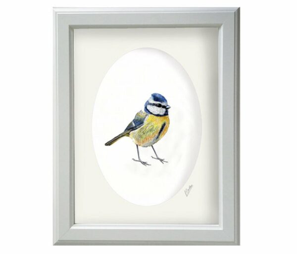 Blue Tit Art print