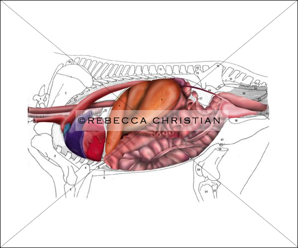 horse anatomy illustration
