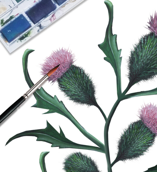 Scottish Thistle Watercolour Art