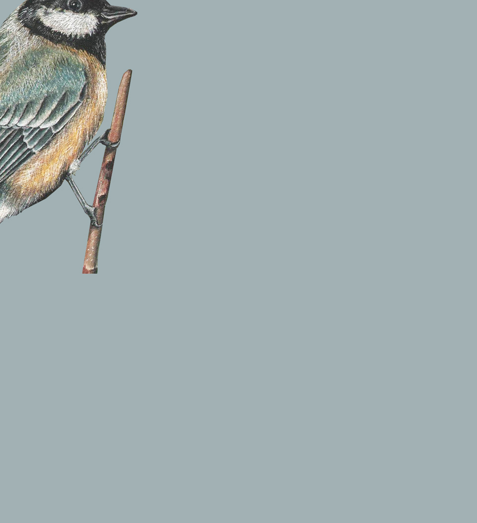 Bird Material