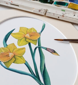 daffodil painting