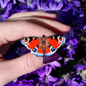 peacock-butterfly-jewellery