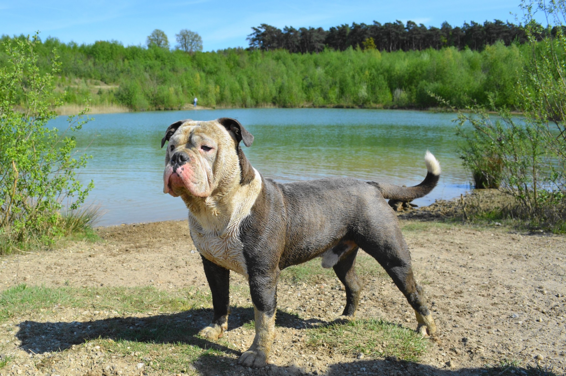 rasomschrijving / karakter old english bulldog - RebelBullys