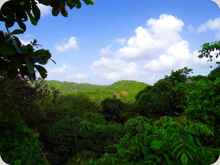 Image of jungel in India