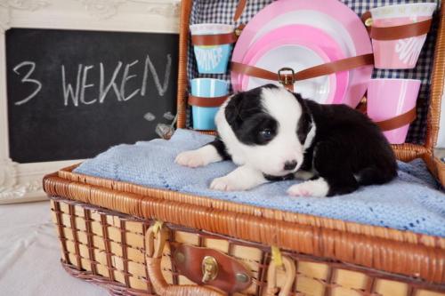 Rebel's Nest - Puppy 2 - 3 weken oud