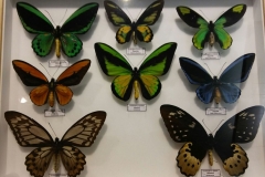 Schmetterlingsmuseum 009