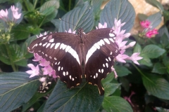 Schmetterlingsmuseum 023