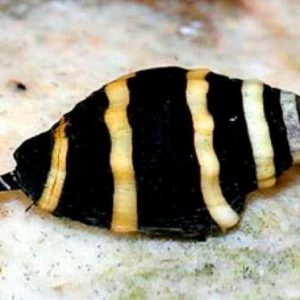 Engina Mendicaria