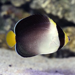 Chaetodontoplus Mesoleucus