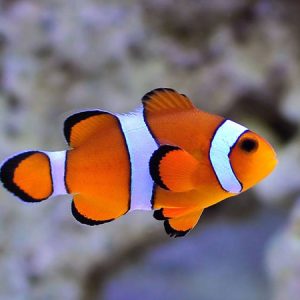 Amphirion Ocellaris