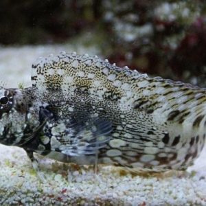 Salarias Fasciatus