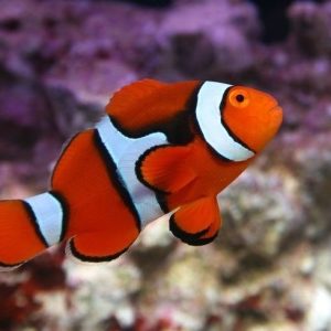 Amphiprion Percula Black