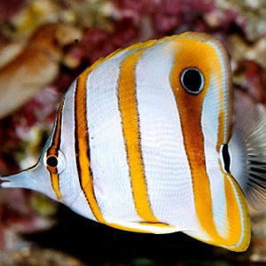 Butterflyfish