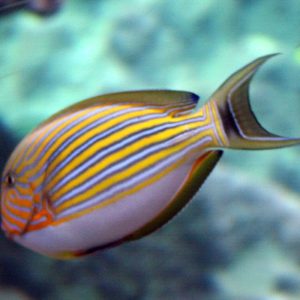 Tangs & Surgeonfish