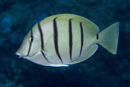 Acanthurus Triostegus