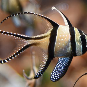 Pterapogon Kauderni
