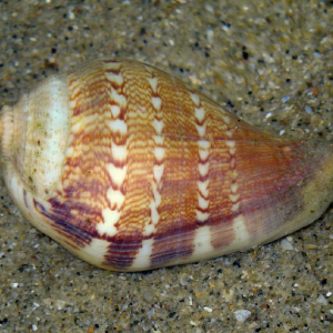 Strombus
