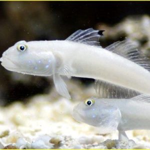 Gobies