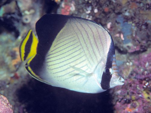 Chaetodon Decussatus