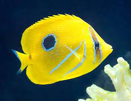 Chaetodon Bennetti