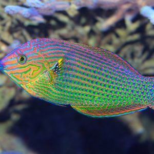 Halichoeres Marginatus