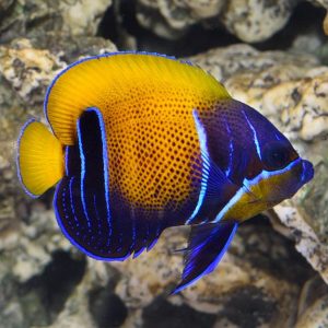 Angelfish