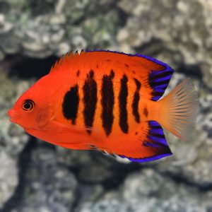 Angelfish Dwarf