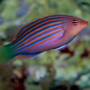 Wrasses