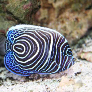 Pomacanthus Imperator (Juvenile)