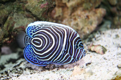 Pomacanthus Imperator (Juvenile)