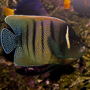 Pomacanthus Sexstriatus (Adult)