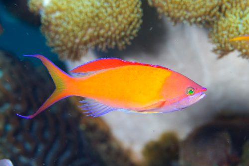 Pseudanthias Dispar