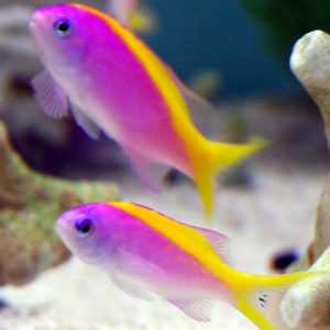 Mirolabrichthys Evansi
